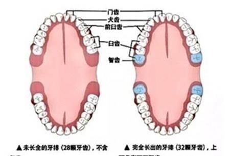 智齿残根是否需要拔除，全面应用数据分析的视角，实践验证解释定义_安卓76.56.66